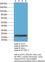 Histone H4 (C-Term) Rabbit Monoclonal Antibody (Clone RM212)