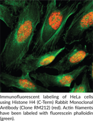 Histone H4 (C-Term) Rabbit Monoclonal Antibody (Clone RM212)