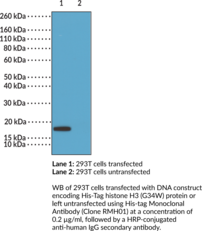 His-tag Monoclonal Antibody (Clone RMH01) (Deca-His Tag, Decahistidine Tag, Hexa-His Tag, Hexahistidine Tag, Poly-His Tag)