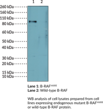 B-RAFV600E Monoclonal Antibody (Clone RM8) (B-RAF Proto-oncogene, Proto-oncogene B-RAFsup>V600E/sup>, RAFB1, V-Raf Murine Sarcoma Viral Oncogene Homolog B)
