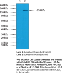 HIF-1α (human) Monoclonal Antibody (Clone RM242) (ARNT-interacting Protein, Hypoxia-Inducible Factor-1α)