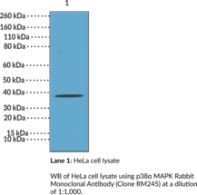 p38α MAPK Rabbit Monoclonal Antibody (Clone RM245) (MAPK14, Mitogen-activated Protein Kinase 14, Mitogen-activated Protein Kinase p38α, Stress-activated Protein Kinase 2A)