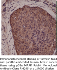 p38α MAPK Rabbit Monoclonal Antibody (Clone RM245)