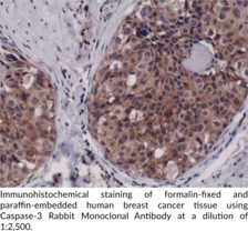 Caspase-3 Rabbit Monoclonal Antibody (Clone RM250)