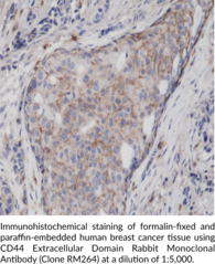 CD44 Extracellular Domain Rabbit Monoclonal Antibody (Clone RM264)