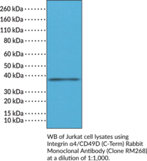 Integrin α4/CD49D (C-Term) Rabbit Monoclonal Antibody (Clone RM268) (CD49D, Integrin Subunit α4, Very Late Activation Protein 4 Receptor, α4 subunit, VLA-4 subunit α, Integrin αIV)
