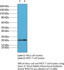 Smac (C-Term) Rabbit Monoclonal Antibody (Clone RM271) (DIABLO, Diablo Homolog, Mitochondrial, Direct IAP-binding Protein with Low pI, Second Mitochondria-derived Activator of Caspase)