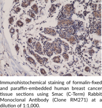 Smac (C-Term) Rabbit Monoclonal Antibody (Clone RM271)