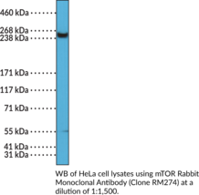 mTOR Rabbit Monoclonal Antibody (Clone RM274) (Mammalian Target of Rapamycin, Mechanistic Target of Rapamycin Kinase, RAFT1, RAPT1)