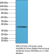 MyD88 (N-Term) Rabbit Monoclonal Antibody (Clone RM306) (Myeloid Differentiation Primary Response Protein MyD88)