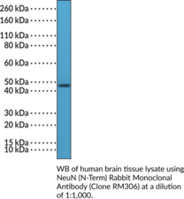 NeuN (N-Term) Rabbit Monoclonal Antibody (Clone RM306) (FOX3, Rbfox3, RNA Binding Protein Fox-1 Homolog 3)