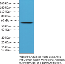 Akt1 PH Domain Rabbit Monoclonal Antibody (Clone RM316) (Protein Kinase Bα, PKBα)