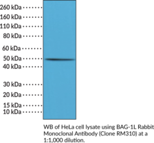 BAG-1L Rabbit Monoclonal Antibody (Clone RM310) (BAG Co-chaperone 1L, BAG Family Molecular Chaperone Regulator 1L, Bcl-2-associated Anthanogene-1L)