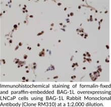 BAG-1L Rabbit Monoclonal Antibody (Clone RM310)