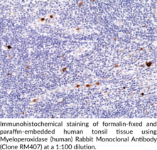 Myeloperoxidase (human) Rabbit Monoclonal Antibody (Clone RM407)