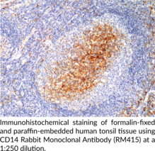 CD14 Rabbit Monoclonal Antibody (RM415)
