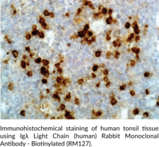 Igλ Light Chain (human) Rabbit Monoclonal Antibody - Biotinylated (RM127) (Immunoglobulin λ Light Chain)