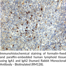 IgA1 and IgA2 (human) Rabbit Monoclonal Antibody - Biotinylated (RM128) (Immunoglobulin A)