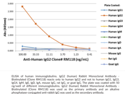 IgG2 (human) Rabbit Monoclonal Antibody - Biotinylated (Clone RM118)
