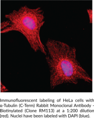 α-Tubulin (C-Term) Rabbit Monoclonal Antibody - Biotinylated (Clone RM113)