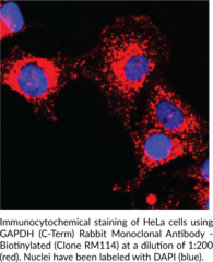 GAPDH (C-Term) Rabbit Monoclonal Antibody - Biotinylated (Clone RM114)