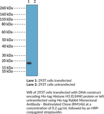 His-tag Rabbit Monoclonal Antibody - Biotinylated (Clone RM146) (Deca-His Tag, Decahistidine Tag, Hexa-His Tag, Hexahistidine Tag, Poly-His Tag)