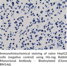 His-tag Rabbit Monoclonal Antibody - Biotinylated (Clone RM146)