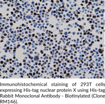 His-tag Rabbit Monoclonal Antibody - Biotinylated (Clone RM146)