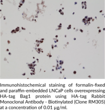 HA-tag Rabbit Monoclonal Antibody - Biotinylated (Clone RM305)