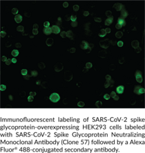 SARS-CoV-2 Spike Glycoprotein Neutralizing Monoclonal Antibody (Clone 57)