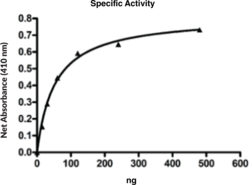ARG1 (human, recombinant)