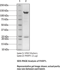 PARP1 (human, recombinant) (ADP-ribose Transferase 1, ADPRT, PARP1, PARP-1, NAD+ADP-ribosyltransferase 1, Poly(ADP-ribose) Polymerase 1, Poly(ADP-ribosyl)transferase)