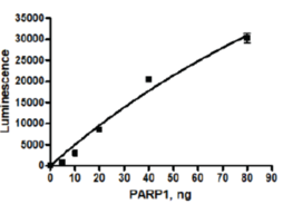 PARP1 (human, recombinant)