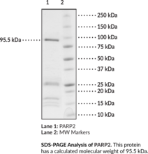 PARP2 (human, recombinant) (ADPRT, ADPRT2, ADPRTL2, ARTD2, Poly (ADP-ribose) Polymerase 2, Poly(ADP-ribosyl)transferase 2)