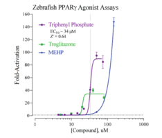 Zebrafish Peroxisome Proliferator-Activated Receptor Gamma Reporter Assay System