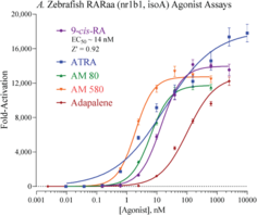 Zebrafish Retinoic Acid Receptor Alpha, isoform A Reporter Assay System (NR1B1, zfRARαa, zRARαa)