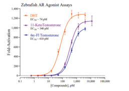 Zebrafish Androgen Receptor Reporter Assay System (zfAR)
