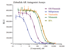 Zebrafish Androgen Receptor Reporter Assay System