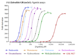 Zebrafish Glucocorticoid Receptor Reporter Assay System (zfGR, NR3C1)