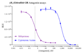 Zebrafish Glucocorticoid Receptor Reporter Assay System