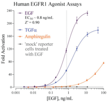 Human Epidermal Growth Factor Receptor 1 Reporter Assay System (EGFR1, ErbB-1, HER1)