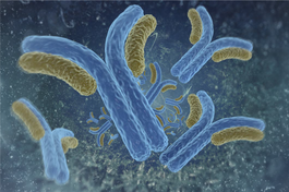 PPAR gamma1, 2 Monoclonal Antibody (Clone 4A4)