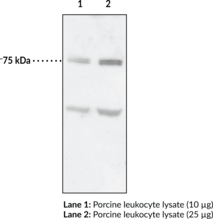 12-Lipoxygenase (mouse) Polyclonal Antibody (Alox12, Arachidonate 12-lipoxygenase, 12-LO, 12-LOX)