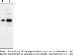 12-Lipoxygenase (mouse) Polyclonal Antibody