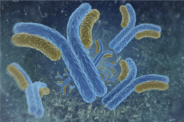TRAP220 Monoclonal Antibody (Clone1A10)