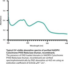 NADPH Cytochrome P450 Reductase (human, recombinant)
