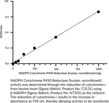 NADPH Cytochrome P450 Reductase (human, recombinant)