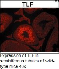 TLF (TBP like factor) Monoclonal Antibody (Clone 2A1)