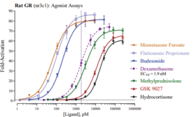Rat Glucocorticoid Receptor Reporter Assay System (rGR, NR3C1)