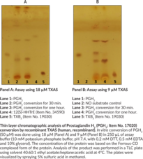 Thromboxane A Synthase (human, recombinant)